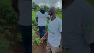 Sakata F1 amiral Tomatoes . More yield More income to SL Farmers