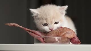 Cat ASMR | Munchkin  Kitten eating big quail