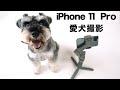 iPhone11 Proで愛犬撮影／Vlog