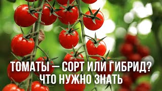 Сорт или гибрид томата – что лучше выбрать для посадки. Уход за томатами. Формировка томатов