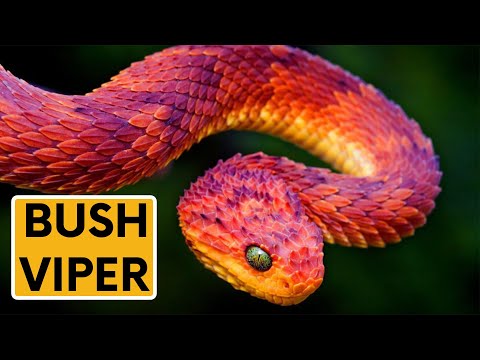 Rare Animals That Are Real and Dangerous