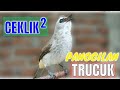 Ceklik Ceklik Suara Panggilan Trucukan Muda Hutan Paling Gampang Bikin Nyaut Mp3 - Mp4 Download