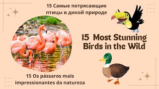 15  Most Stunning Birds in the World | 15 Самые потрясающие птицы в дикой природе by Cool & Hot Hub 192 views 5 months ago 8 minutes, 30 seconds