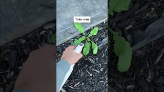 Does Organic Weed Killer Work On Weeds