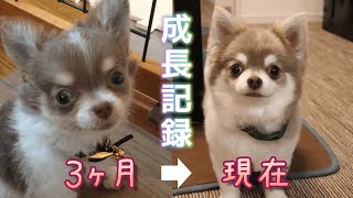 White Isabella Chihuahua Sasuke's growth record from puppy to 8 years old