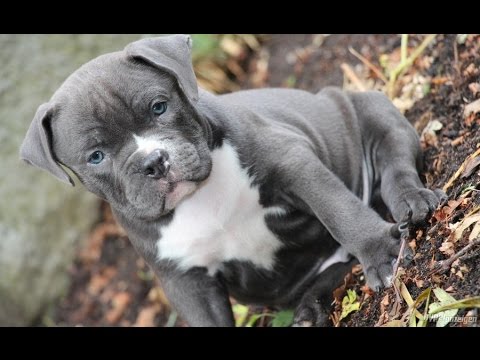 aggressive pit bull terrier dog american