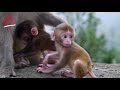 Funny Monkey baby compilation I
