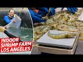 Comment la plus grande ferme de crevettes intrieure damrique vend 2 millions de crevettes chaque anne  dan le fait