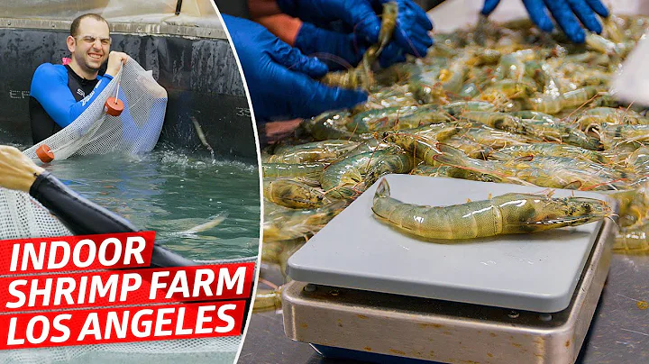 How America's Biggest Indoor Shrimp Farm Sells 2 Million Shrimp Every Year — Dan Does - DayDayNews