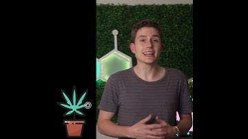 What is THCV? Cannabinoids....An Introduction