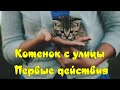 Котенок с улицы Первые действия Kitten from the street First action