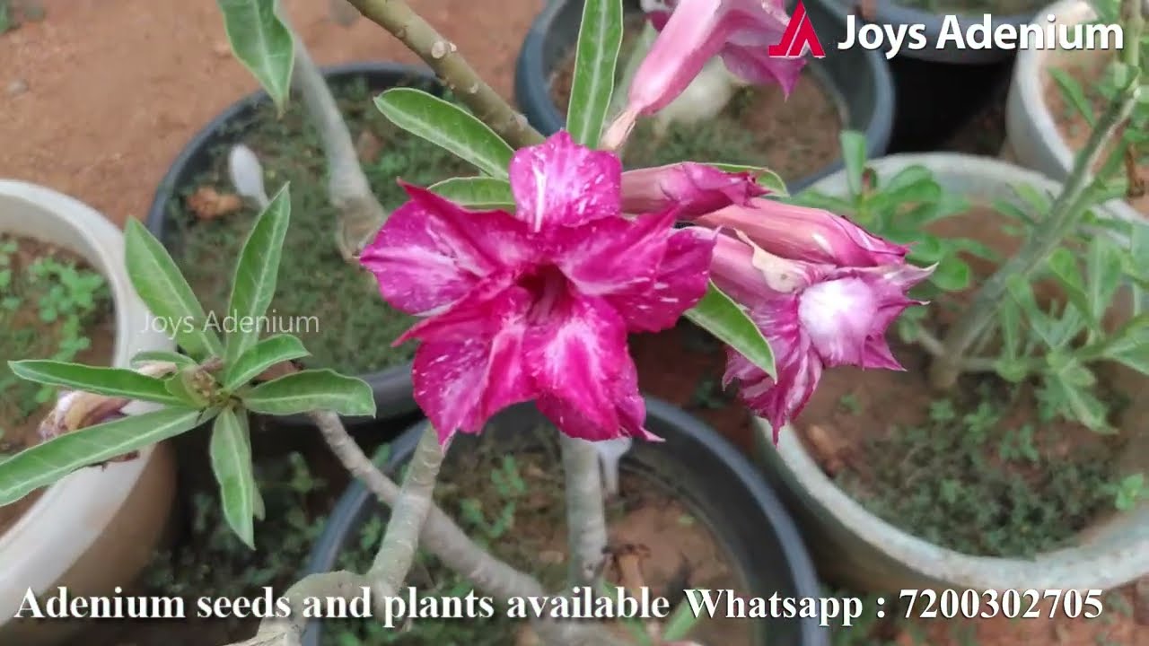 Adenium seeds | Adenium buy online | Buy Cheapest adenium plants online