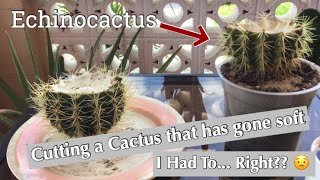 Cutting a cactus that has gone soft and mushy at the base.. First Time attempting this ( Barbados ) screenshot 5