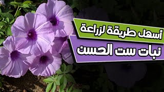 أفضل نبات متسلق مزهر ودائم الخضرى سريع النمو سهل ولا يحتاج إلى عناية كثيرة