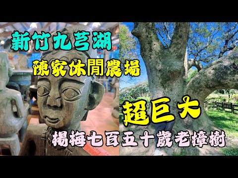 九芎湖 九芎湖步道群位於新埔鎮照門里九芎湖農業休閒 青山環繞，埤塘錯落，環境優美，是踏青的好去處。陳家農場 一個很有客家風情的小館。樟樹伯公 750歲樹齡的樟樹伯公感覺大自然的奧妙