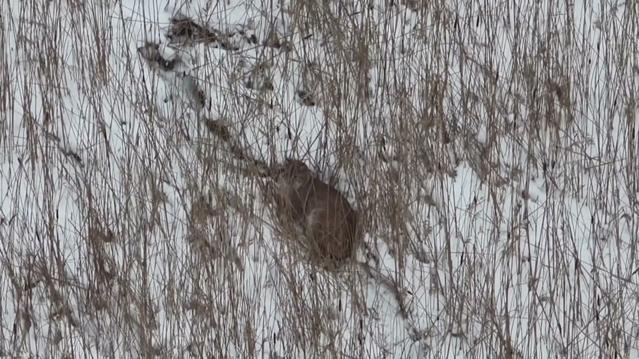 Dji Matrice 4T. Lynx.