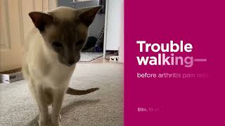Before and After Effective Pain Relief for Arthritis Pain in Cats