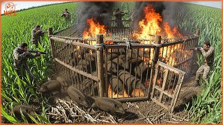 How Farmers And Hunters Manage To Kill 1,286 Wild Boars 49 Minutes Using Traps? | Invasive Species