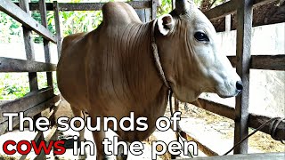 The sound of cows in the pen