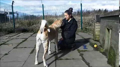 Dogs Trust West Calder: Nancy