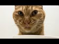 Cat Food ASMR #780