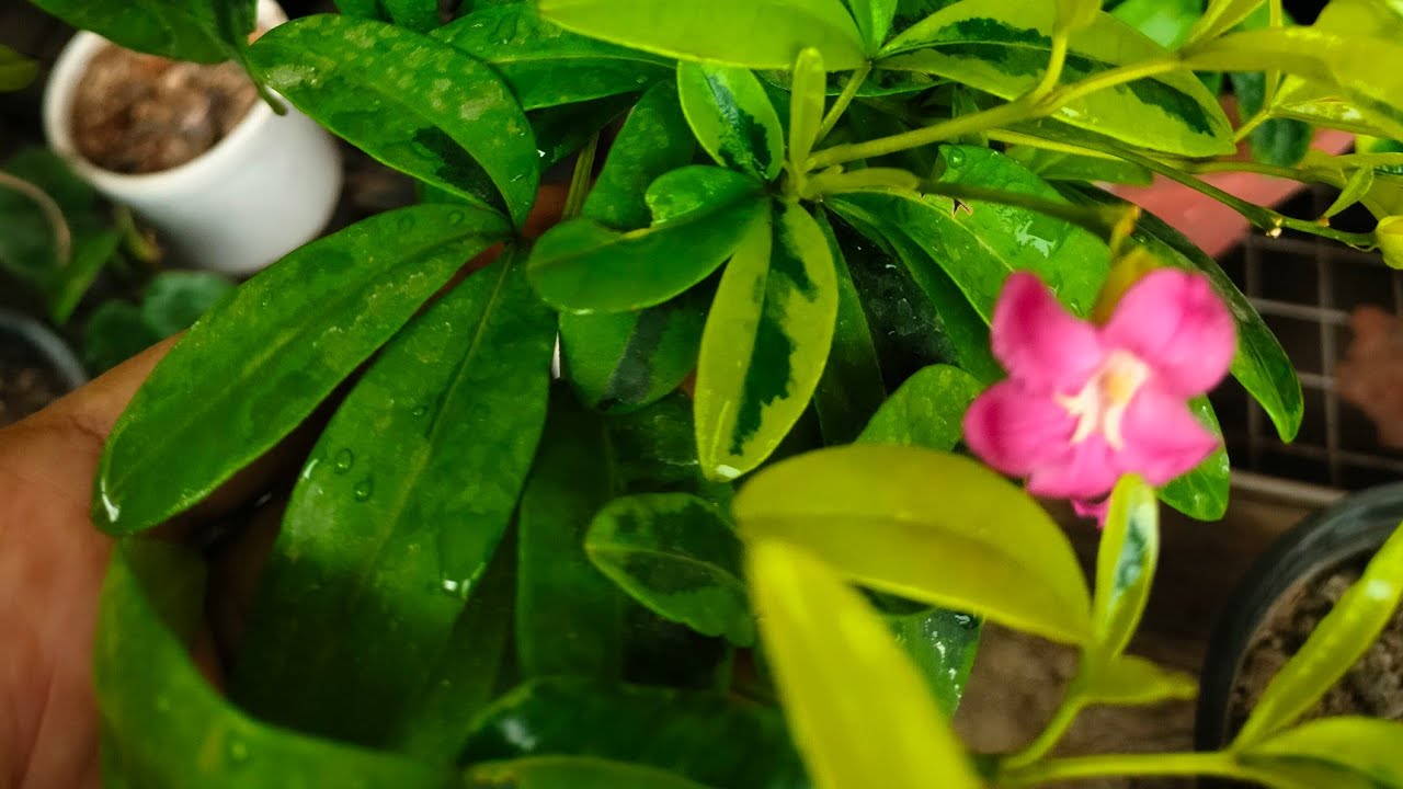 Exotic Lemonia plant #ornamentalplant #lemonia #beautifulplant # ...