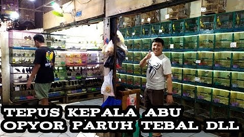 Tepus kepala abu opyor paruh tebal dll