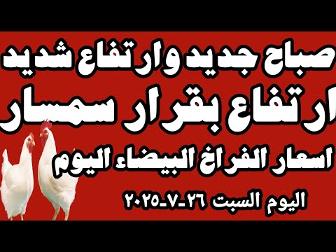 اسعار الفراخ البيضاء اليوم سعر الفراخ البيضاء اليوم السبت ٢٦ ٧ ٢٠٢٥ في المحلات في مصر