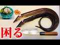 【プロが教える】家庭的なハモの捌き方