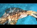 4キロオーバーの白系モンスター!巨大アオリイカを突いたら、とんでもない事に! 魚突き 素潜り