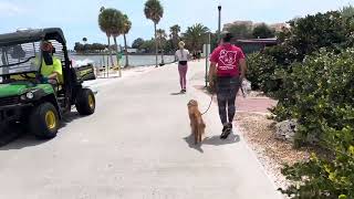 Chupito | Goldendoodle | DTSP by The Doghouse LLC 197 views 2 weeks ago 10 minutes, 21 seconds