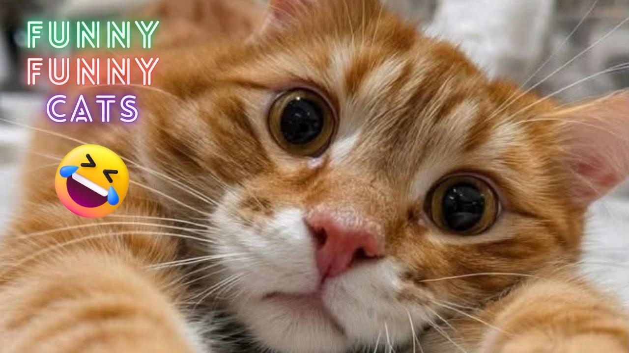 Cats Doing the CRAZIEST Things 🤣 Funny Cat Moments Compilation - YouTube