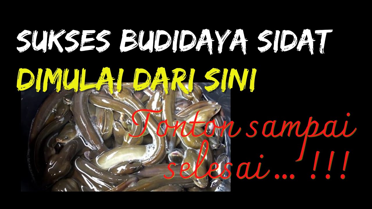 Sukses Tidaknya Cara Budidaya Sidat di Kolam Terpal Dimulai dari Sini