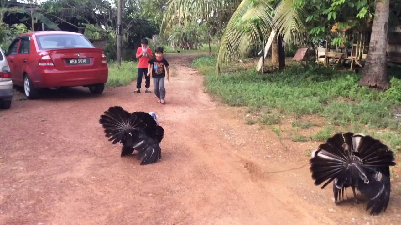 Kejar ayam piru 
