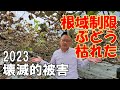 ぶどう園が枯れて壊滅 根域制限栽培 大被害。シャインマスカット,ナガノパープル。来年への対処。