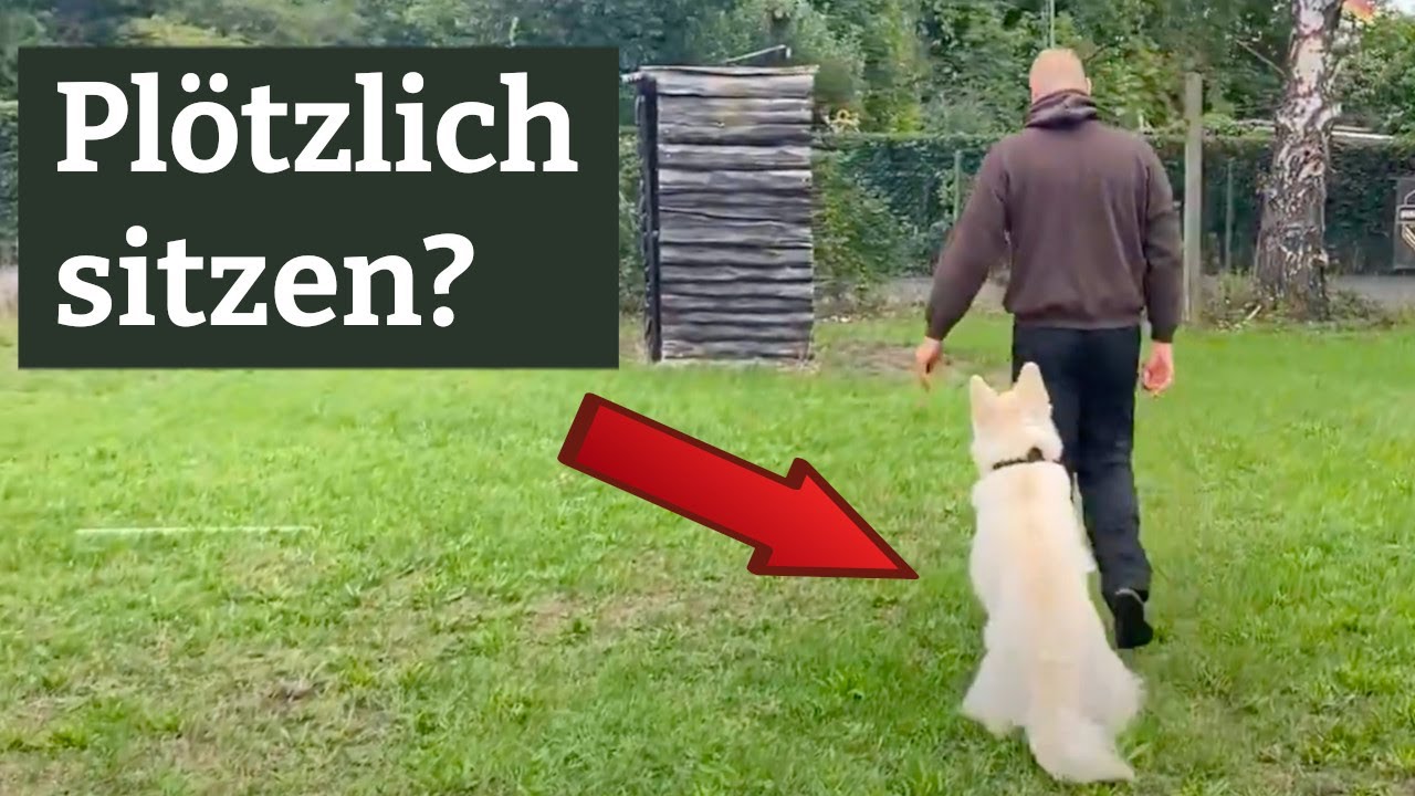 Sitz aus der Bewegung  stressfrei aufbauen - Mehrere Methoden für die erste Phase