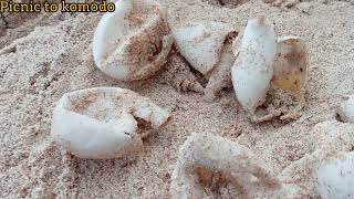 Giant Komodo Dragon Eat Big Sea Turtle