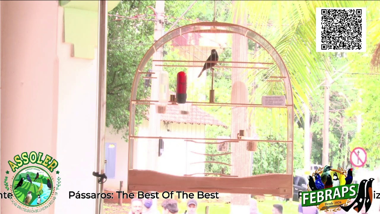 キュリオ BEST BANG! BEST OF CURIO 1997-2000 CURIO THE BESTE OF THE BEST 2º LUGAR C.R - YouTube