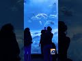 Rio shark predicts Brazil’s world cup opener | Geo News English