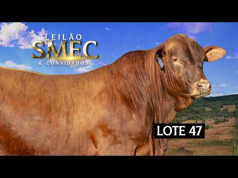 LOTE 47 - Touro 2 anos - GUARANI FIV 605 G2 SORPRESA TE18 DA SMEC