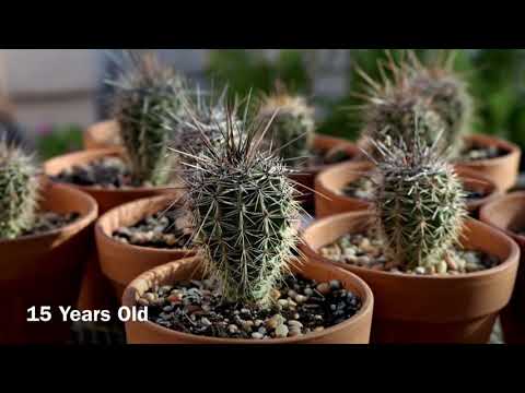 Video: Kiek laiko gyvena saguaro kaktusas?