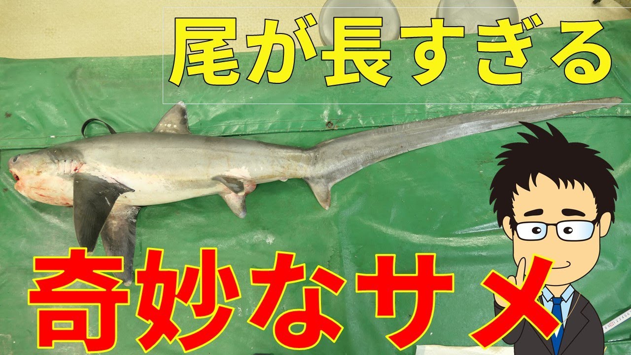 オナガザメとは何者なのか 全長の半分ほどにも達する長い尾鰭の秘密を簡単解説 The World Of Sharks オナガザメとは何者なのか 全長の半分ほどにも達する長い尾鰭の秘密を簡単解説 The World Of Sharks