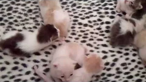 Video 11241341: japanese bobtail kittens born, kittens litter