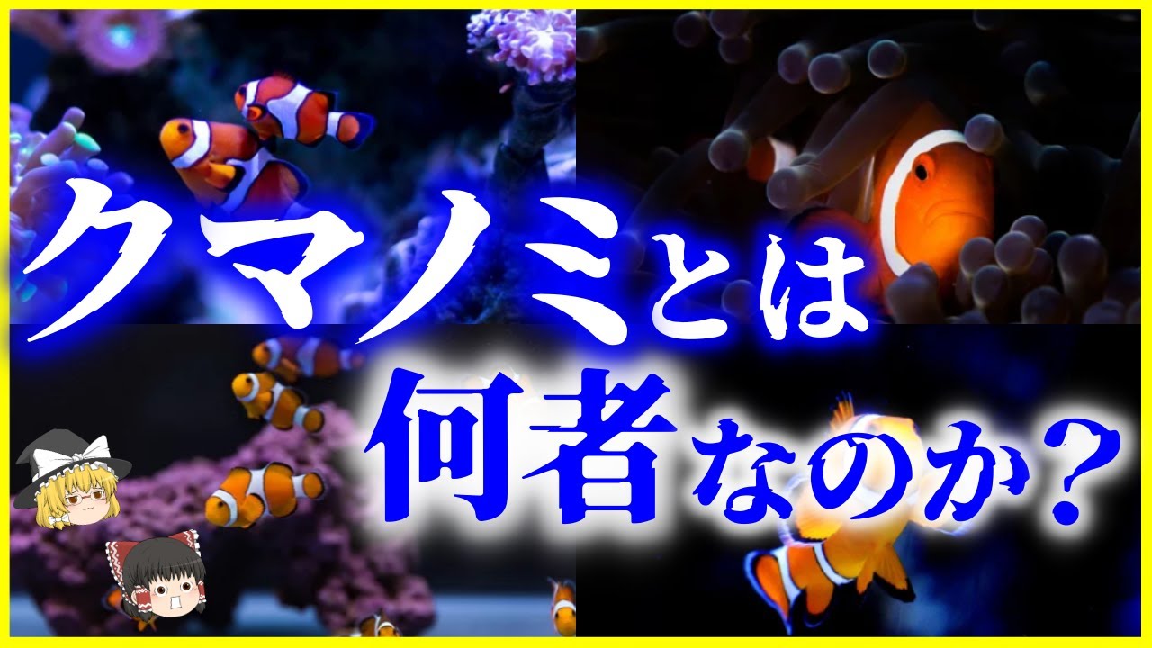 ゆっくり解説 オスがメスになる クマノミ とは何者なのか を解説 日本のクマノミ6選と飼育のコツも Youtube