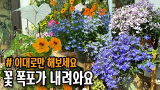 로벨리아 꽃 많이 피우고 오래 보는 방법 /진딧물 안 생기게 하는 꿀 팁 /로벨리아 키우기 모든 것  (분갈이, 물 주기, 삽목, 가지치기)