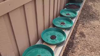 Rain Gutter Grow System - RGGS Video Tutorial on Using Netcups with Trays