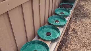 Rain Gutter Grow System  RGGS Video Tutorial on Using Netcups with Trays