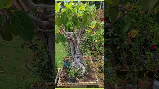 How to make bonsai plant at home