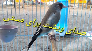 Trained Gold Finch Sounds For New Gold Finch Rolling / صدای سهره برای مستی سهره وحشی