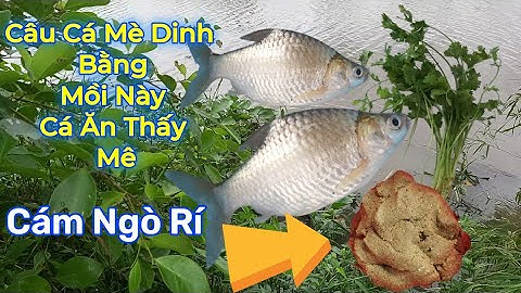 Bài Mồi Câu cá mè Dinh bằng rau ngò rí hiệu quả 100%.